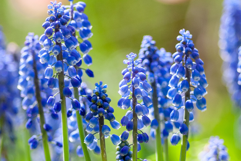 Muscari