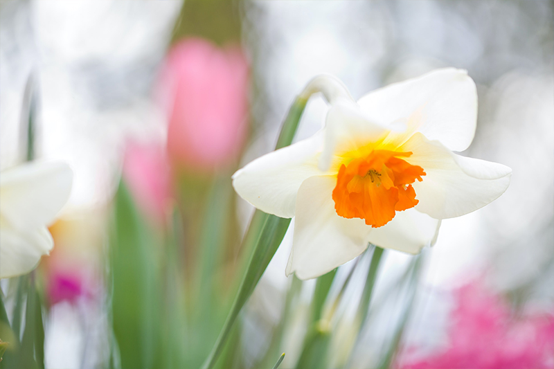 Narcissus